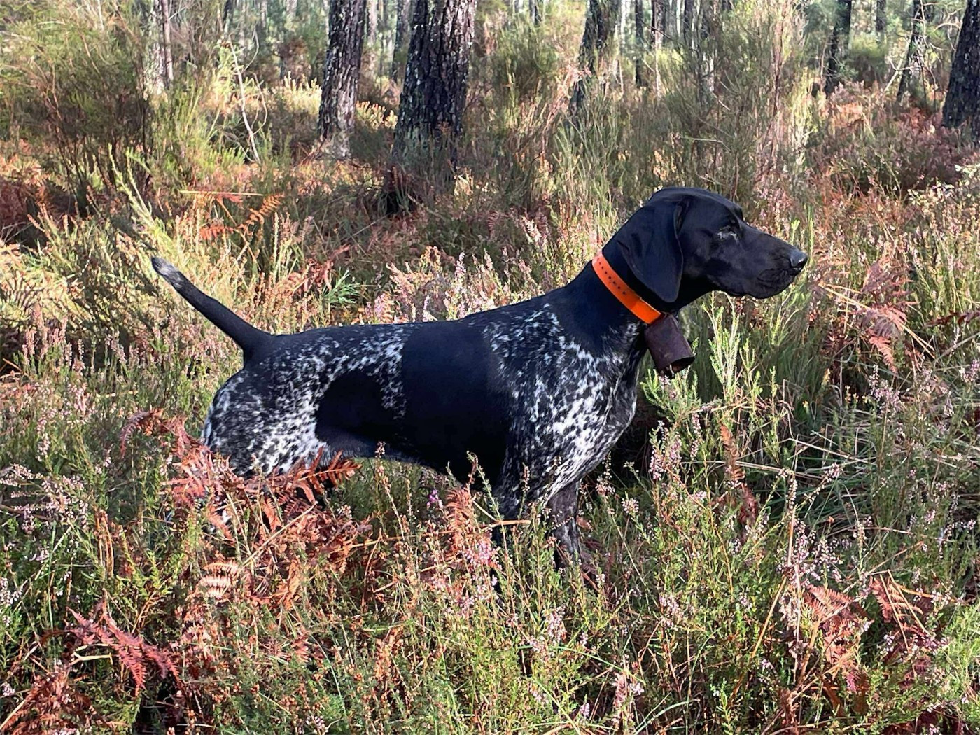 Umlaut des terres du moulin de mortagne