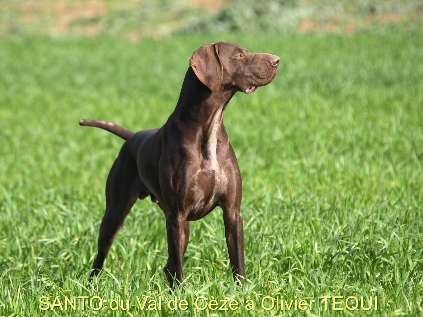 CH. Santo Du val de cèze