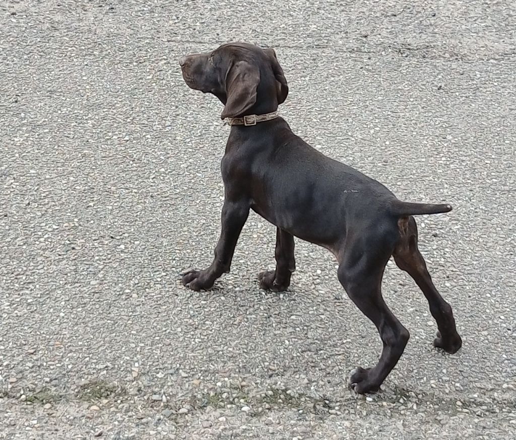 des terres du moulin de mortagne - Chiots disponibles - Braque allemand à poil court