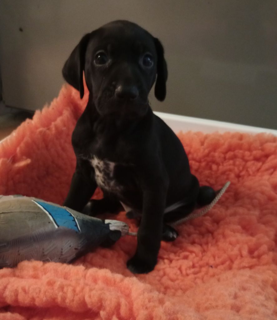 des terres du moulin de mortagne - Chiots disponibles - Braque allemand à poil court