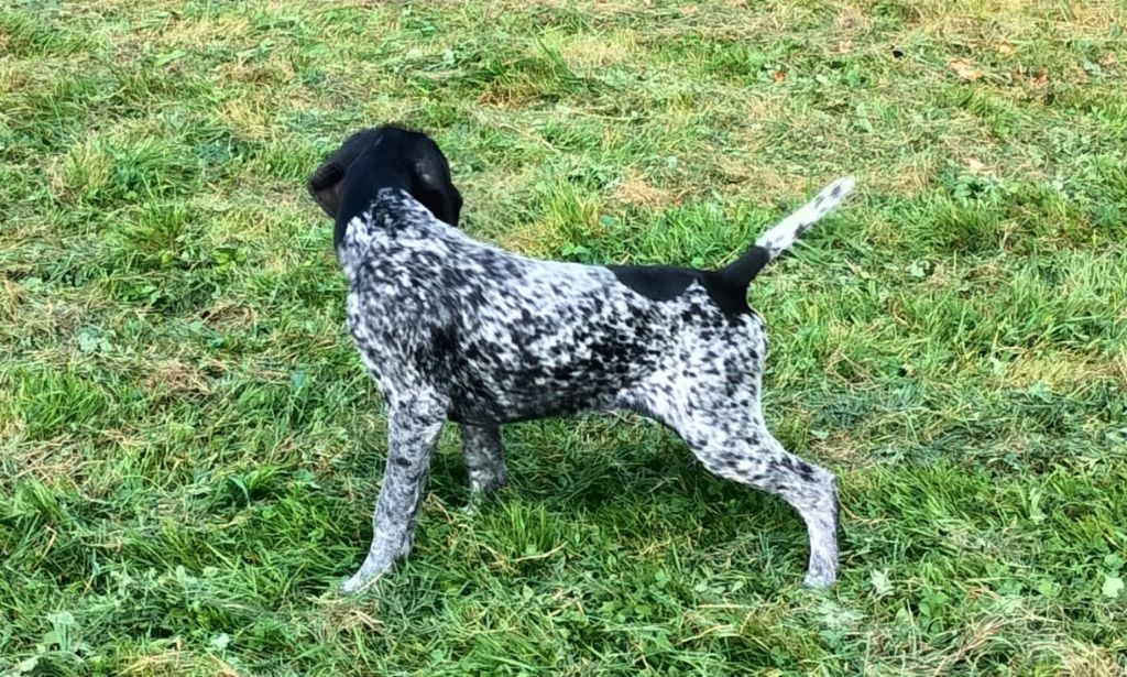 des terres du moulin de mortagne - Braque allemand à poil court - Portée née le 09/06/2023