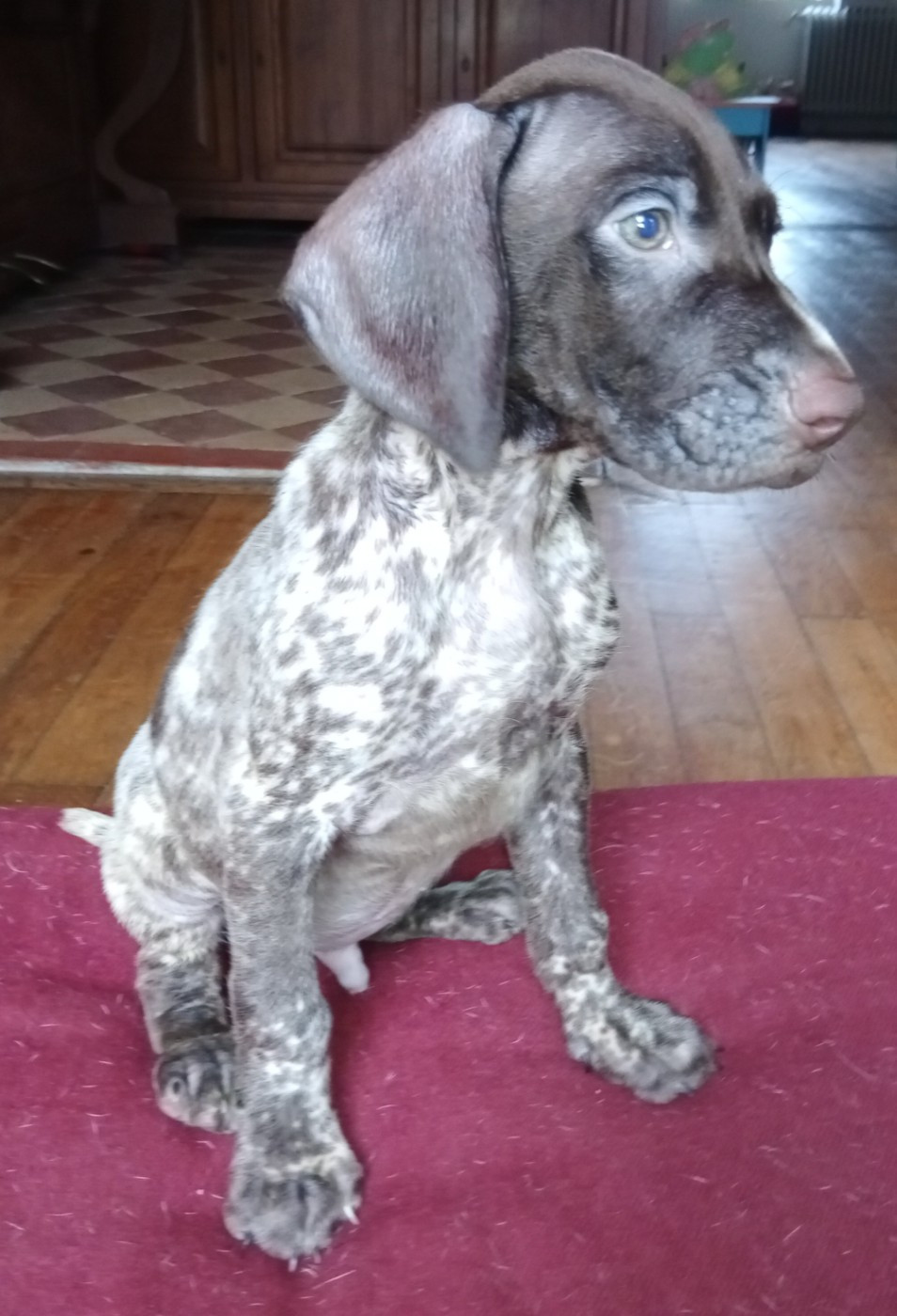 des terres du moulin de mortagne - Chiots disponibles - Braque allemand à poil court