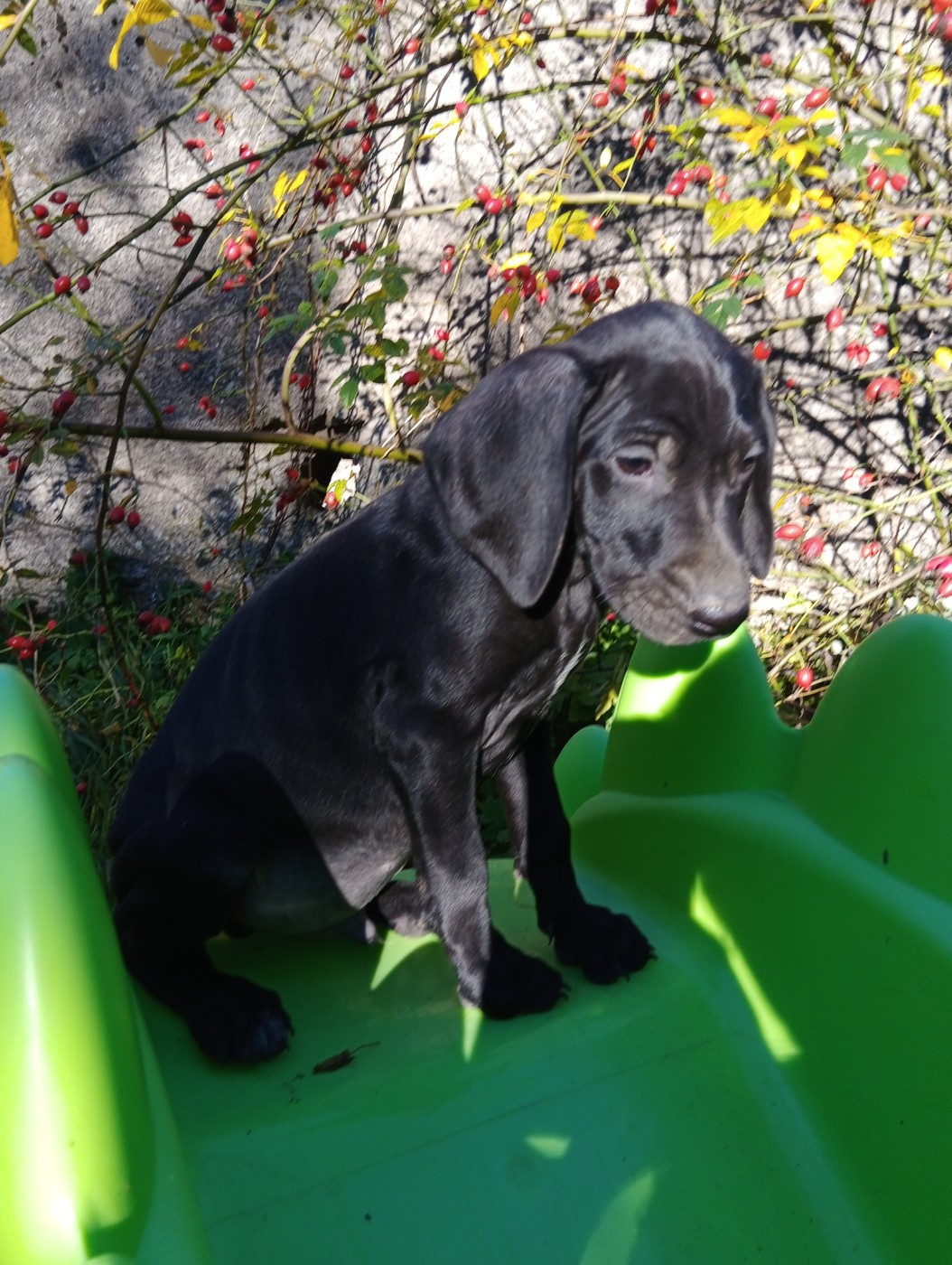 des terres du moulin de mortagne - Chiots disponibles - Braque allemand à poil court