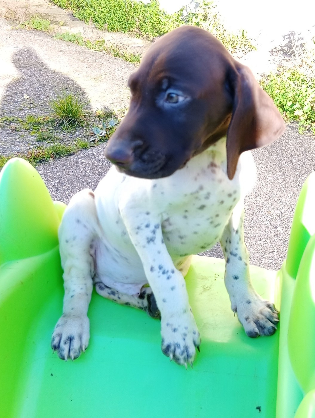 des terres du moulin de mortagne - Chiots disponibles - Braque allemand à poil court