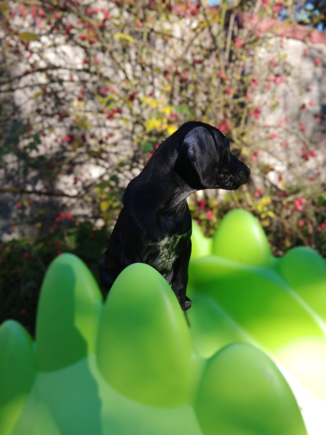 des terres du moulin de mortagne - Chiots disponibles - Braque allemand à poil court