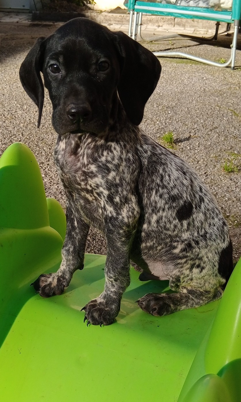 des terres du moulin de mortagne - Chiots disponibles - Braque allemand à poil court