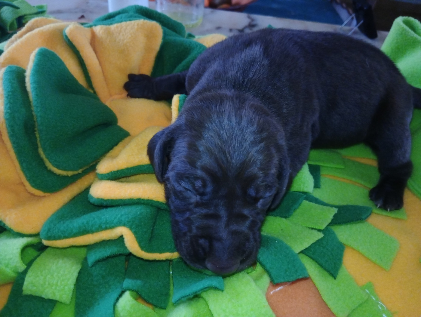 des terres du moulin de mortagne - Chiots disponibles - Braque allemand à poil court