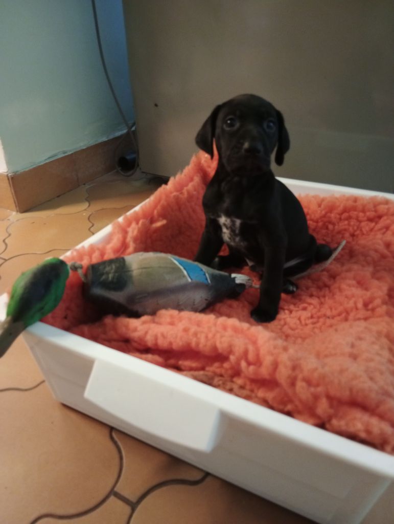 des terres du moulin de mortagne - Chiots disponibles - Braque allemand à poil court