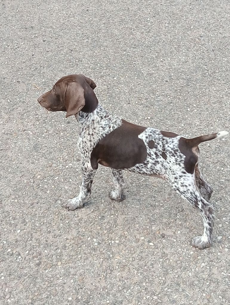des terres du moulin de mortagne - Chiots disponibles - Braque allemand à poil court