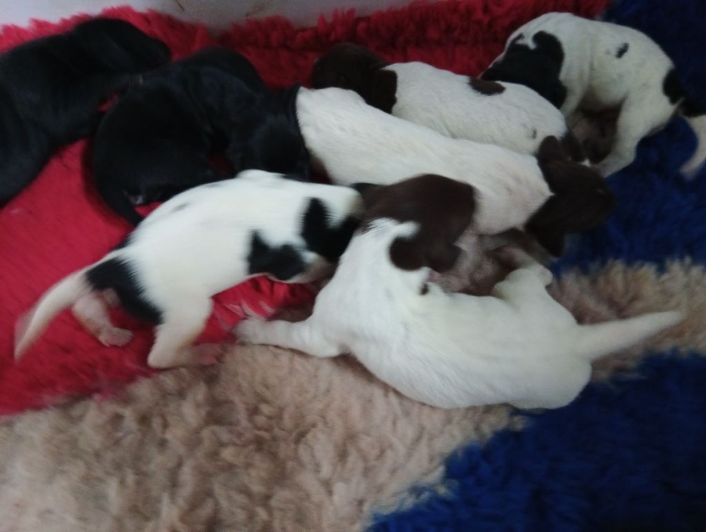des terres du moulin de mortagne - Chiots disponibles - Braque allemand à poil court