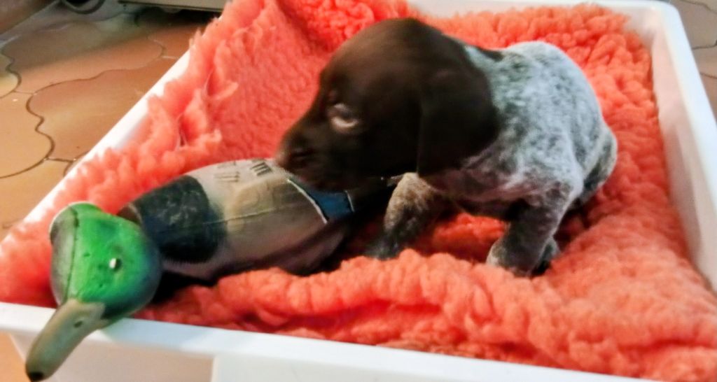 des terres du moulin de mortagne - Chiots disponibles - Braque allemand à poil court