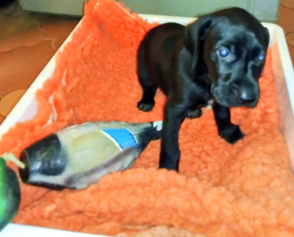 des terres du moulin de mortagne - Chiots disponibles - Braque allemand à poil court