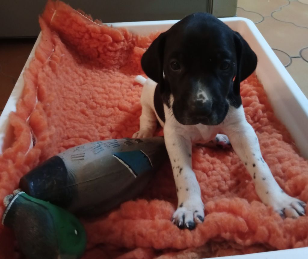 des terres du moulin de mortagne - Chiots disponibles - Braque allemand à poil court