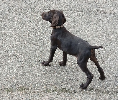 CHIOT 8