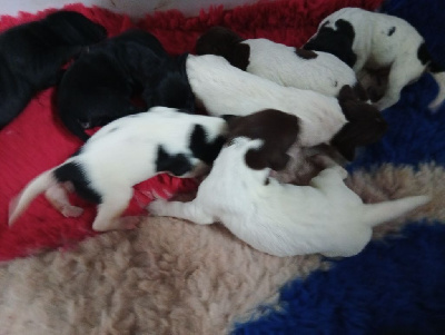 CHIOT 3
