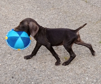 CHIOT 7