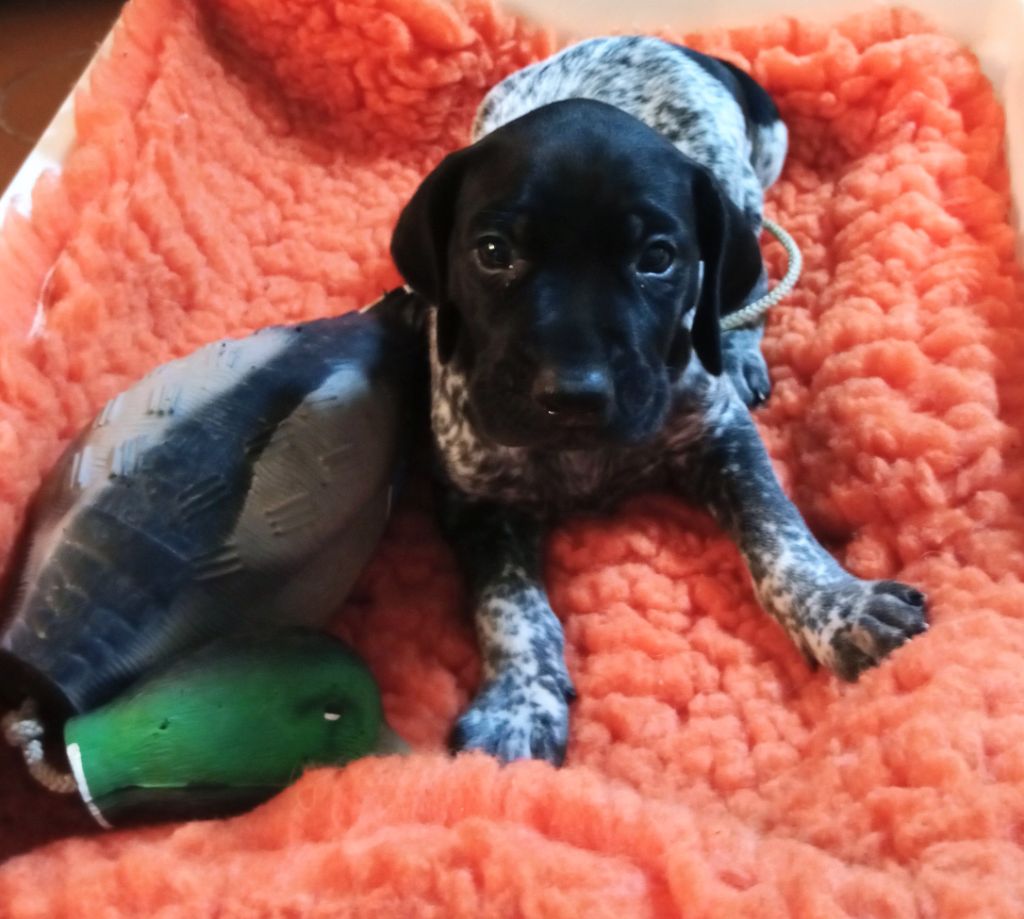 des terres du moulin de mortagne - Chiots disponibles - Braque allemand à poil court