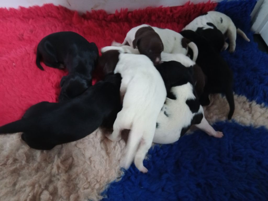 des terres du moulin de mortagne - Chiots disponibles - Braque allemand à poil court