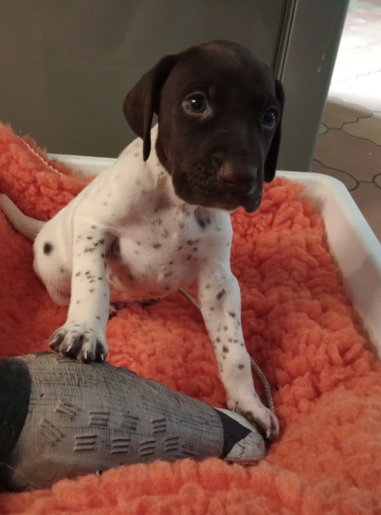 des terres du moulin de mortagne - Chiots disponibles - Braque allemand à poil court